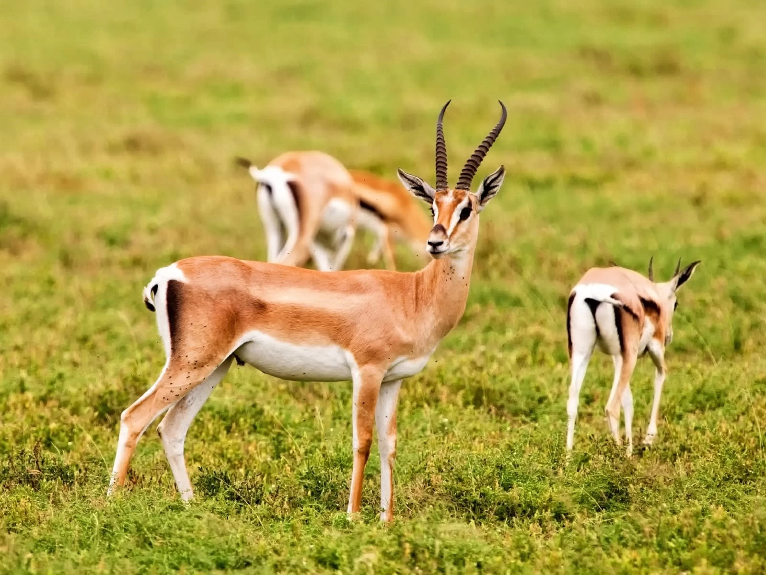 Souss Massa National Park Guided Tour - Wildlife Safari