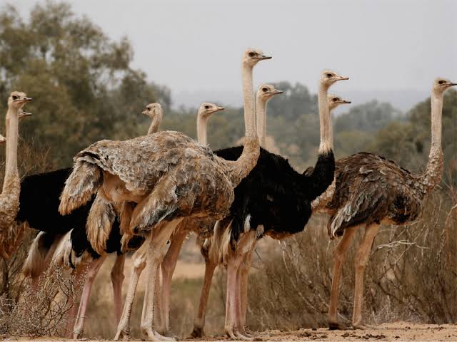 Souss Massa National Park Guided Tour - Wildlife Safari