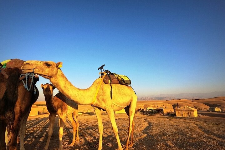Agadir: Overnight Desert Camp Experience with Camel Trek & Dinner