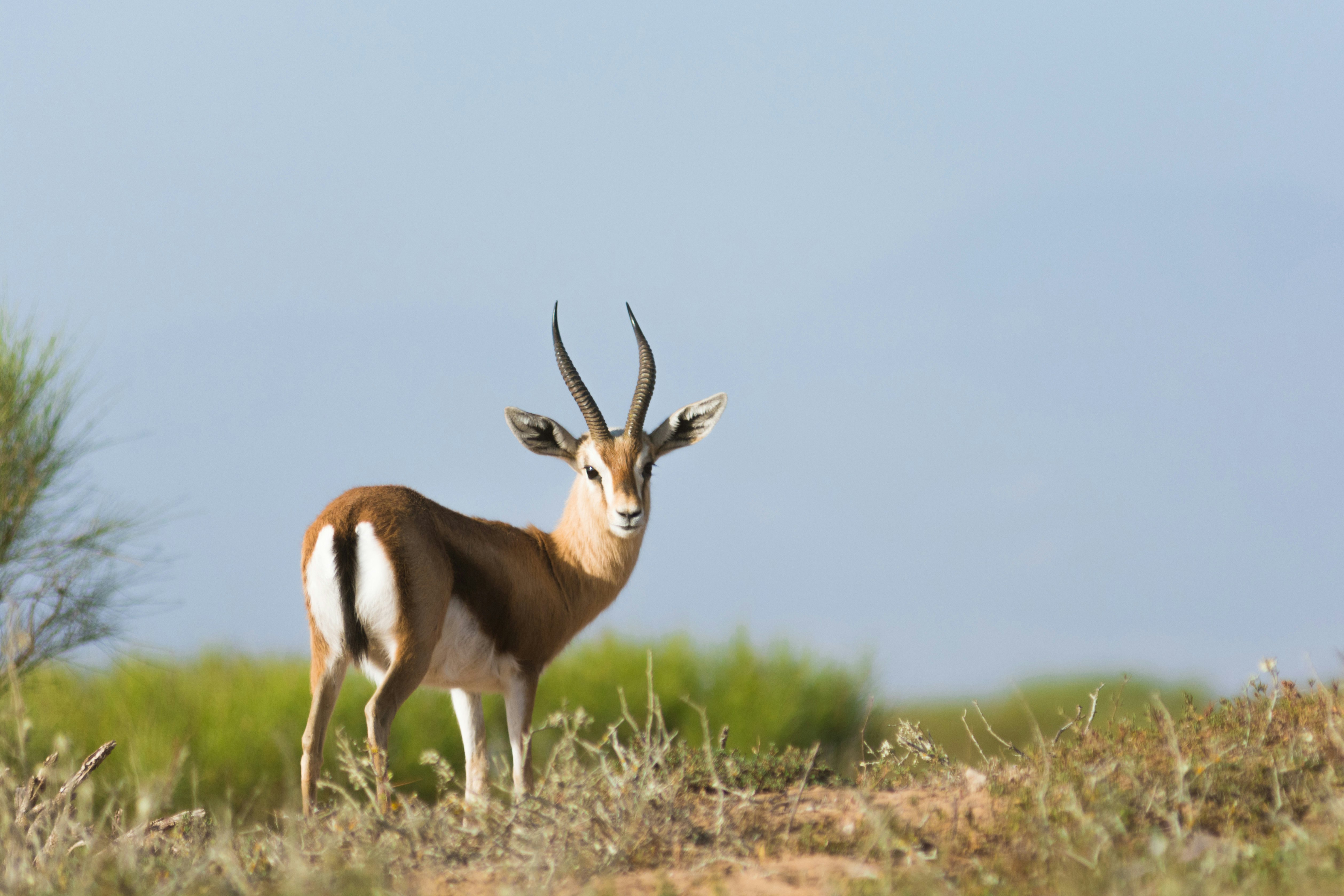 Souss Massa National Park: Family Wildlife Eco-Safari with Certified Guide (5 Hours)