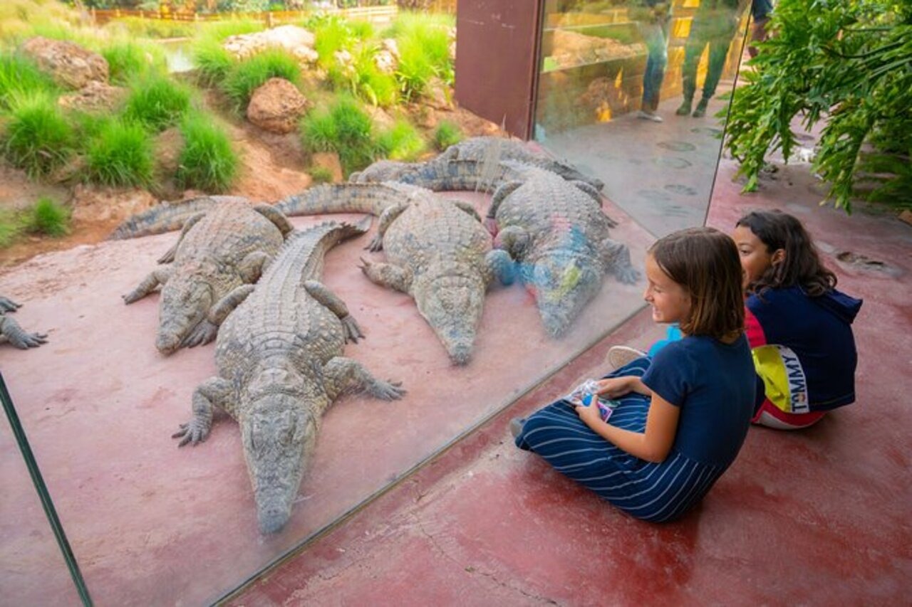 Crocoparc Kids Adventure: Giant Playgrounds & Baby Wildlife Discovery